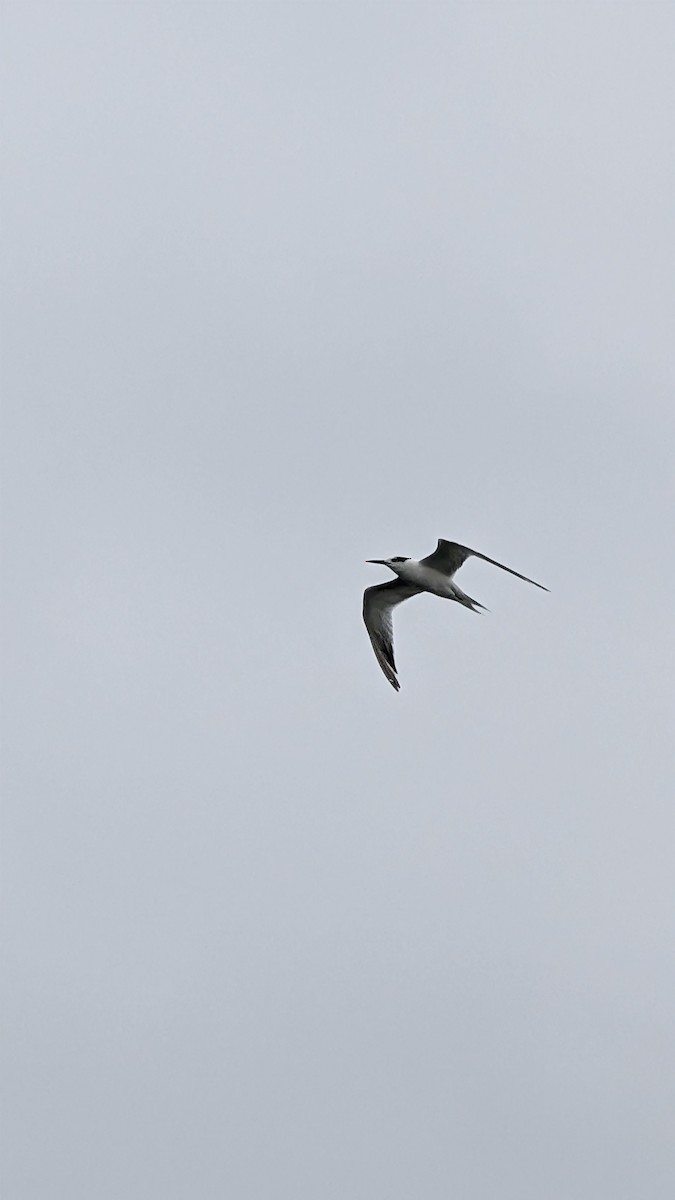 Kara Gagalı Sumru - ML644288083