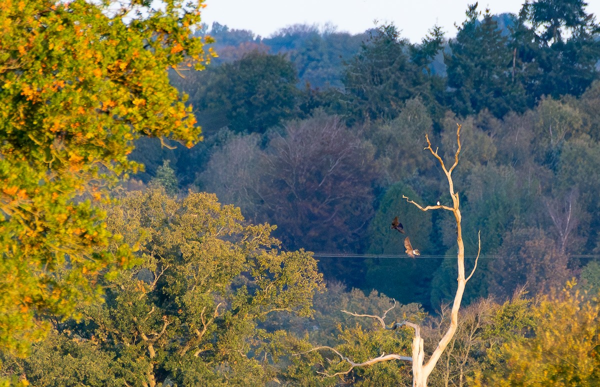 ハイイロチュウヒ - ML644288089