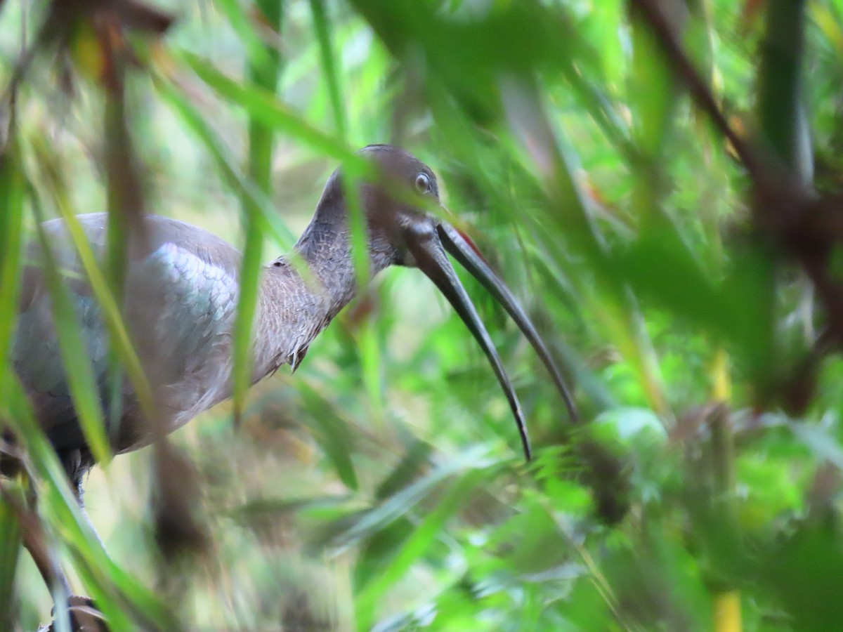 Hadada Aynağı - ML644288091