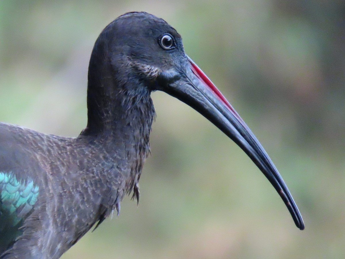 Hadada Aynağı - ML644288096