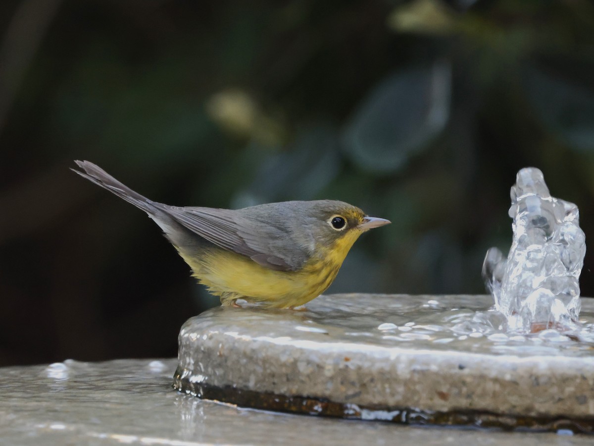 Болотянка строкатовола - ML644288097