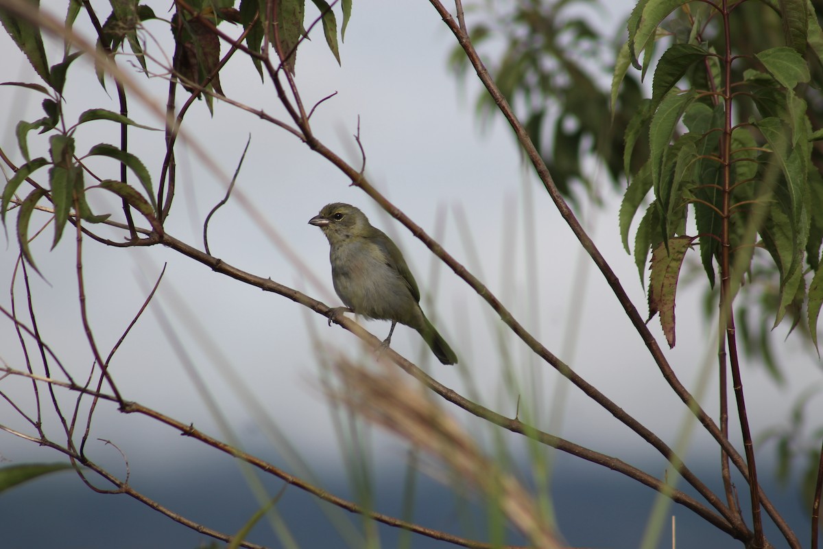 Чернолицая танагра - ML644288104