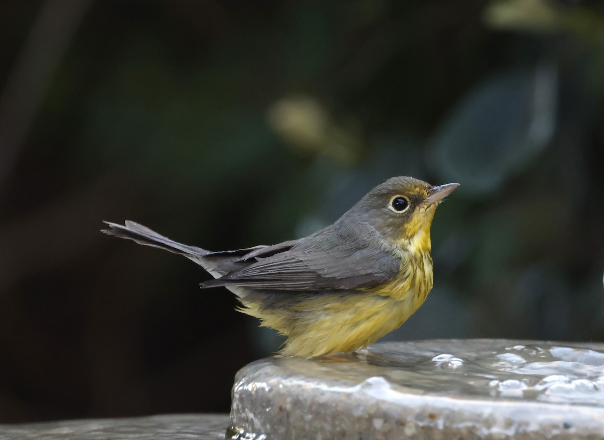 Болотянка строкатовола - ML644288105