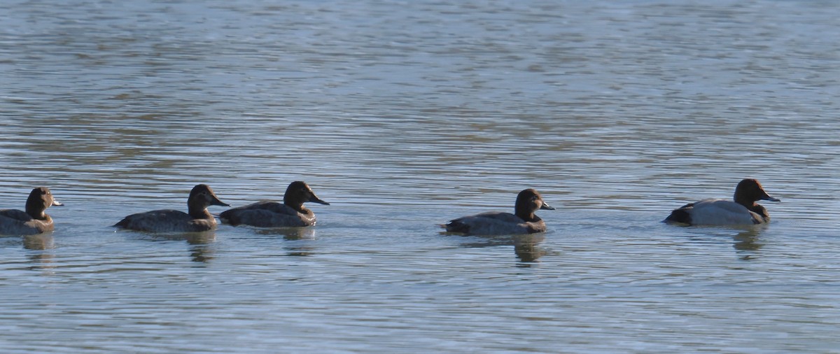 taffeland - ML644288107