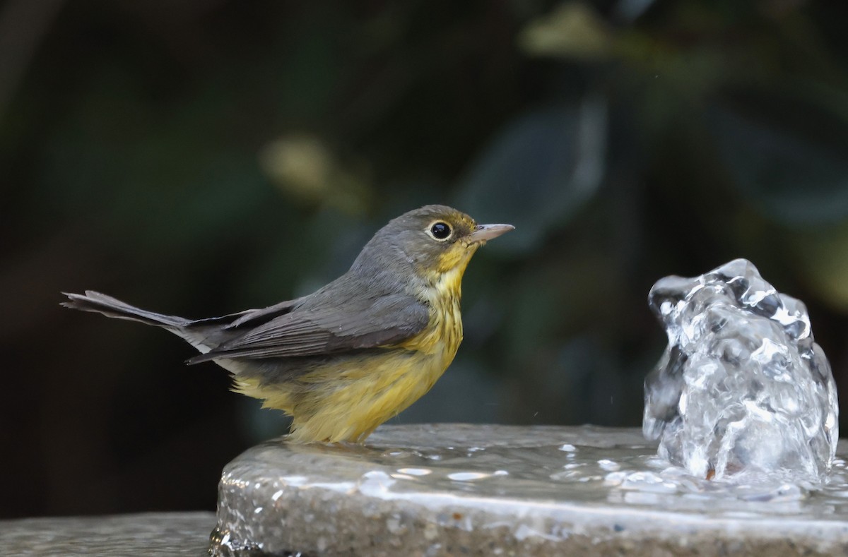 Болотянка строкатовола - ML644288109