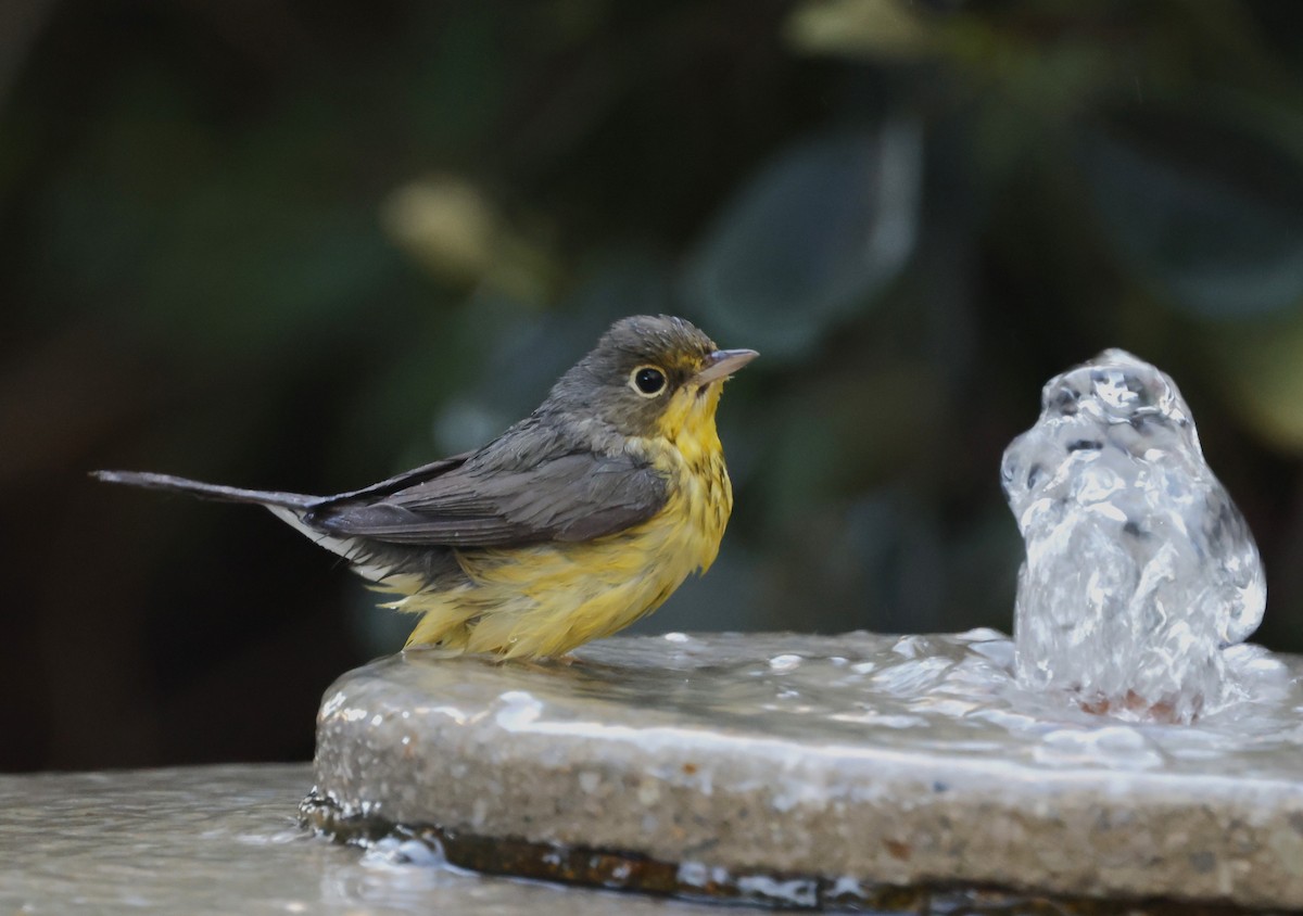 Болотянка строкатовола - ML644288113