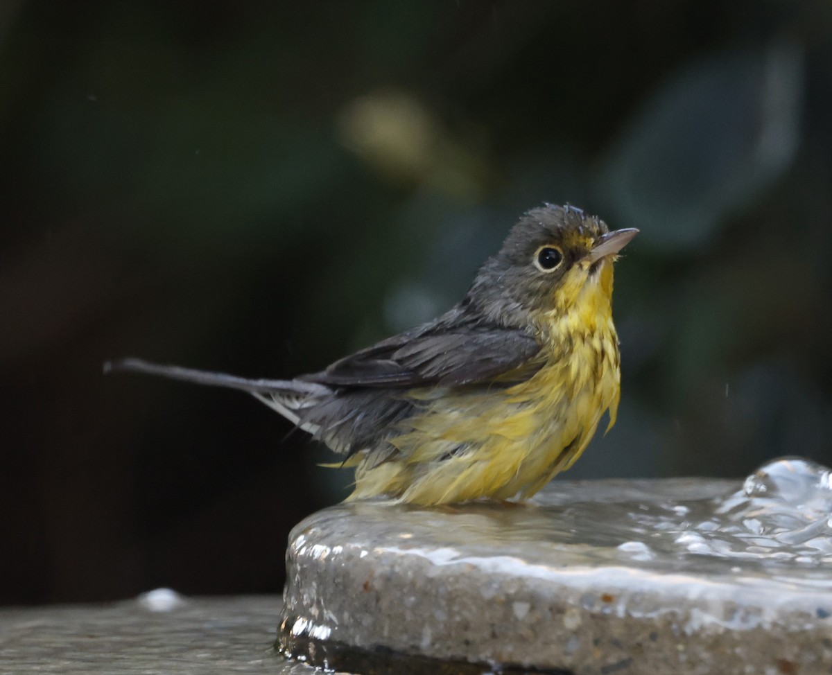 Болотянка строкатовола - ML644288115