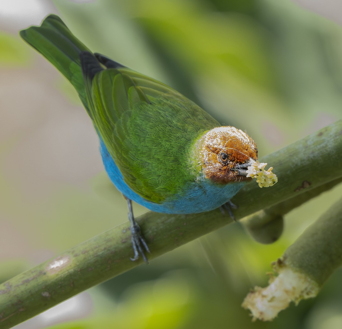 Рыжеголовая танагра - ML644288116