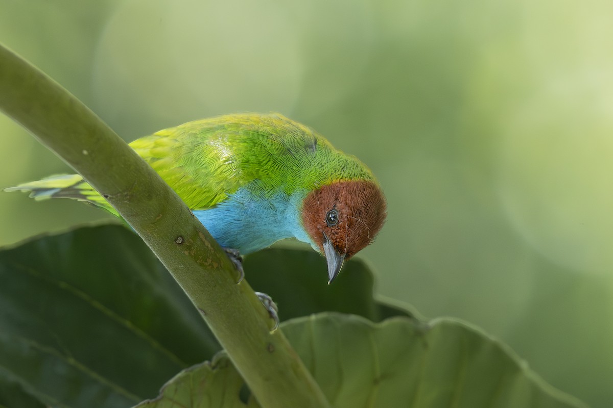 Рыжеголовая танагра - ML644288117