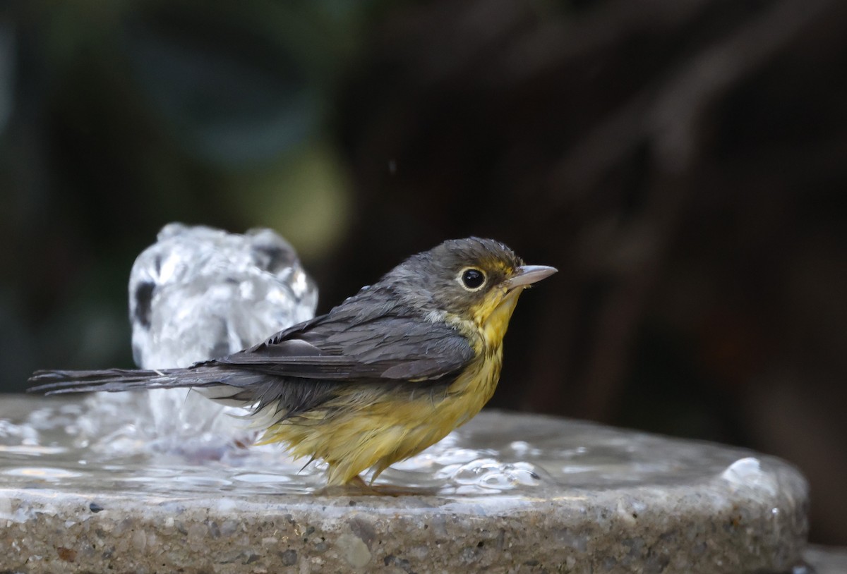 Болотянка строкатовола - ML644288123