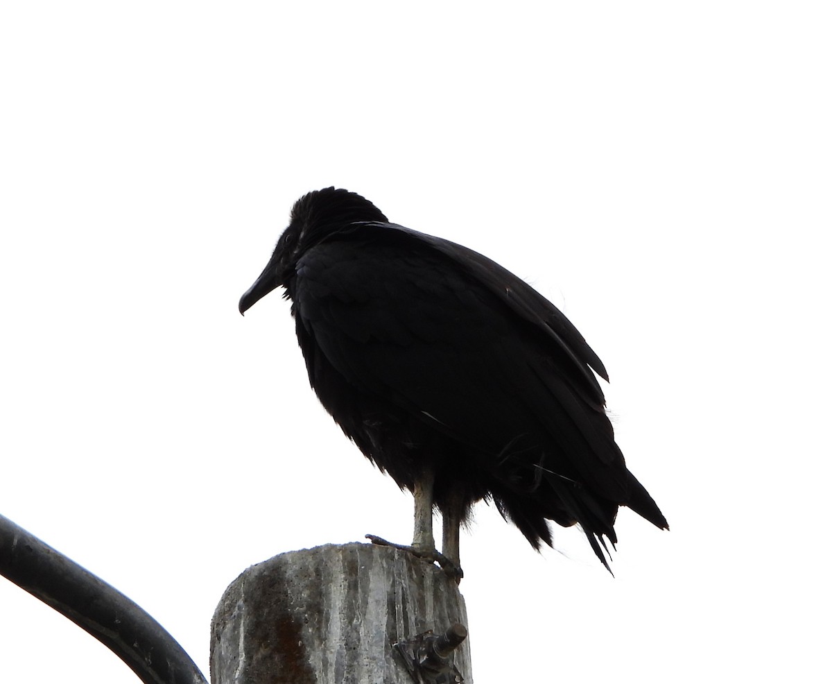 Black Vulture - ML644288128