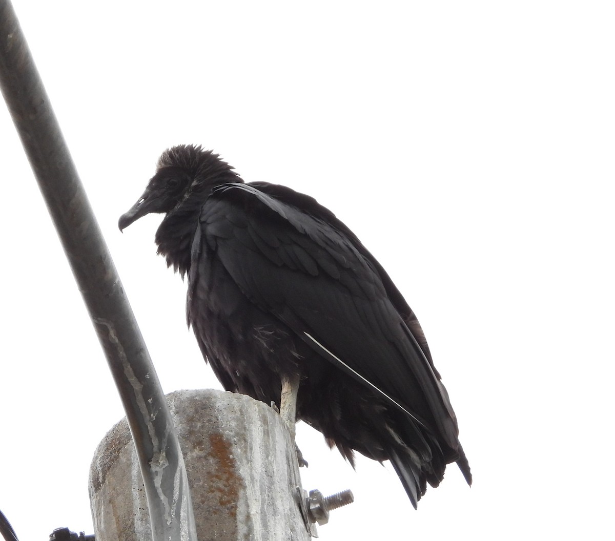 Black Vulture - ML644288129