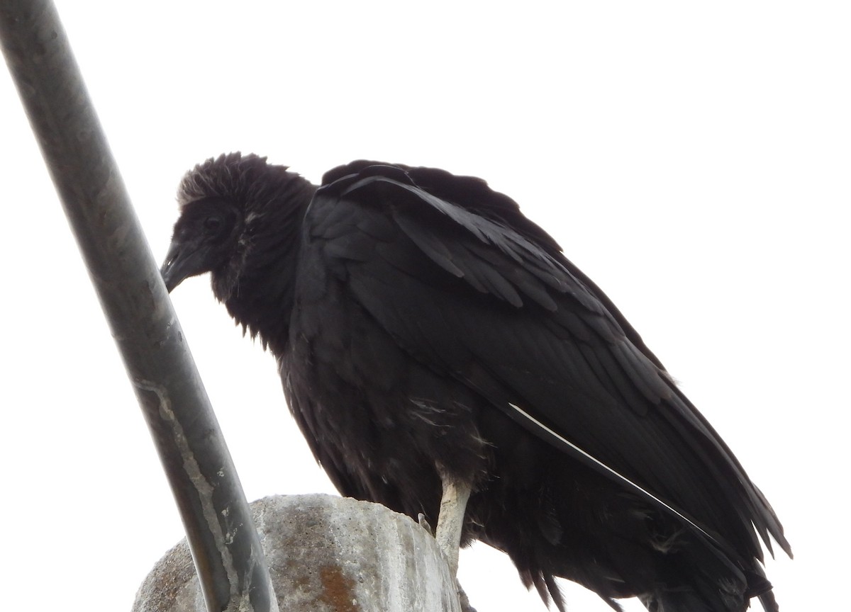 Black Vulture - ML644288130