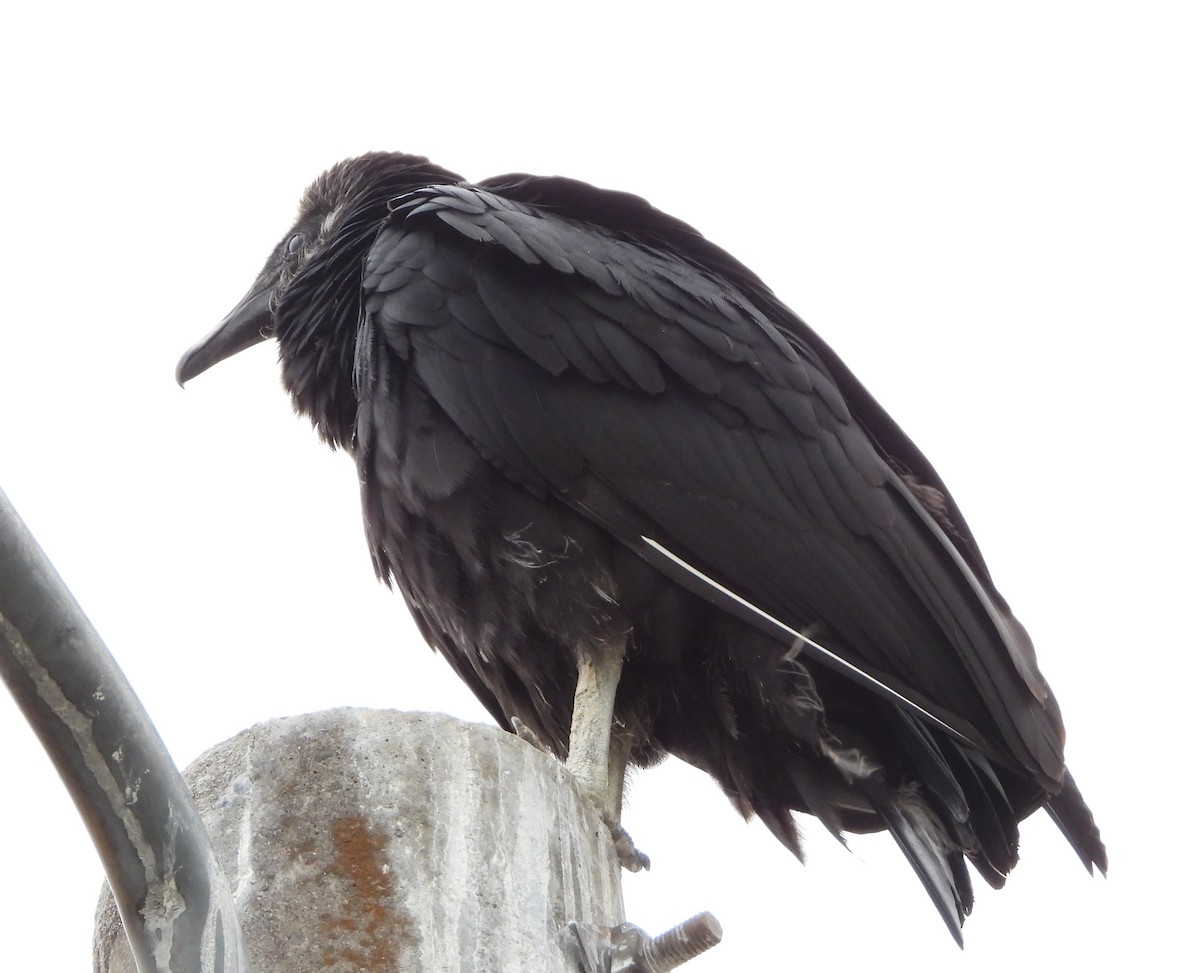 Black Vulture - ML644288131