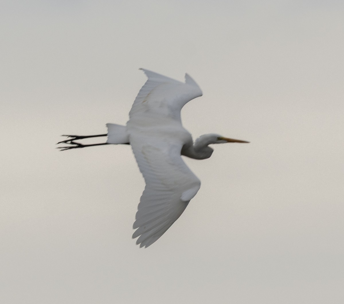 Great Egret - ML644288140