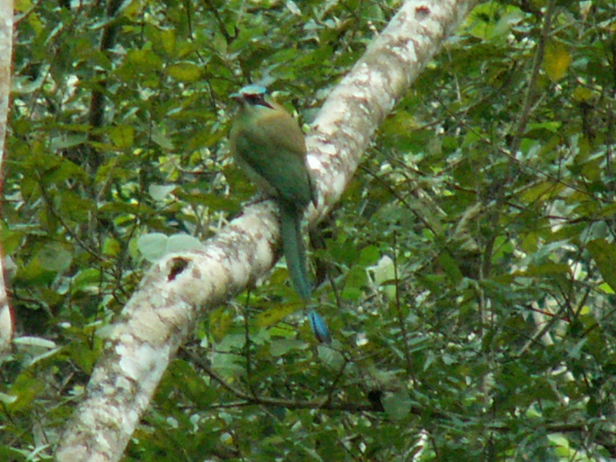 Blauscheitelmotmot - ML644288144