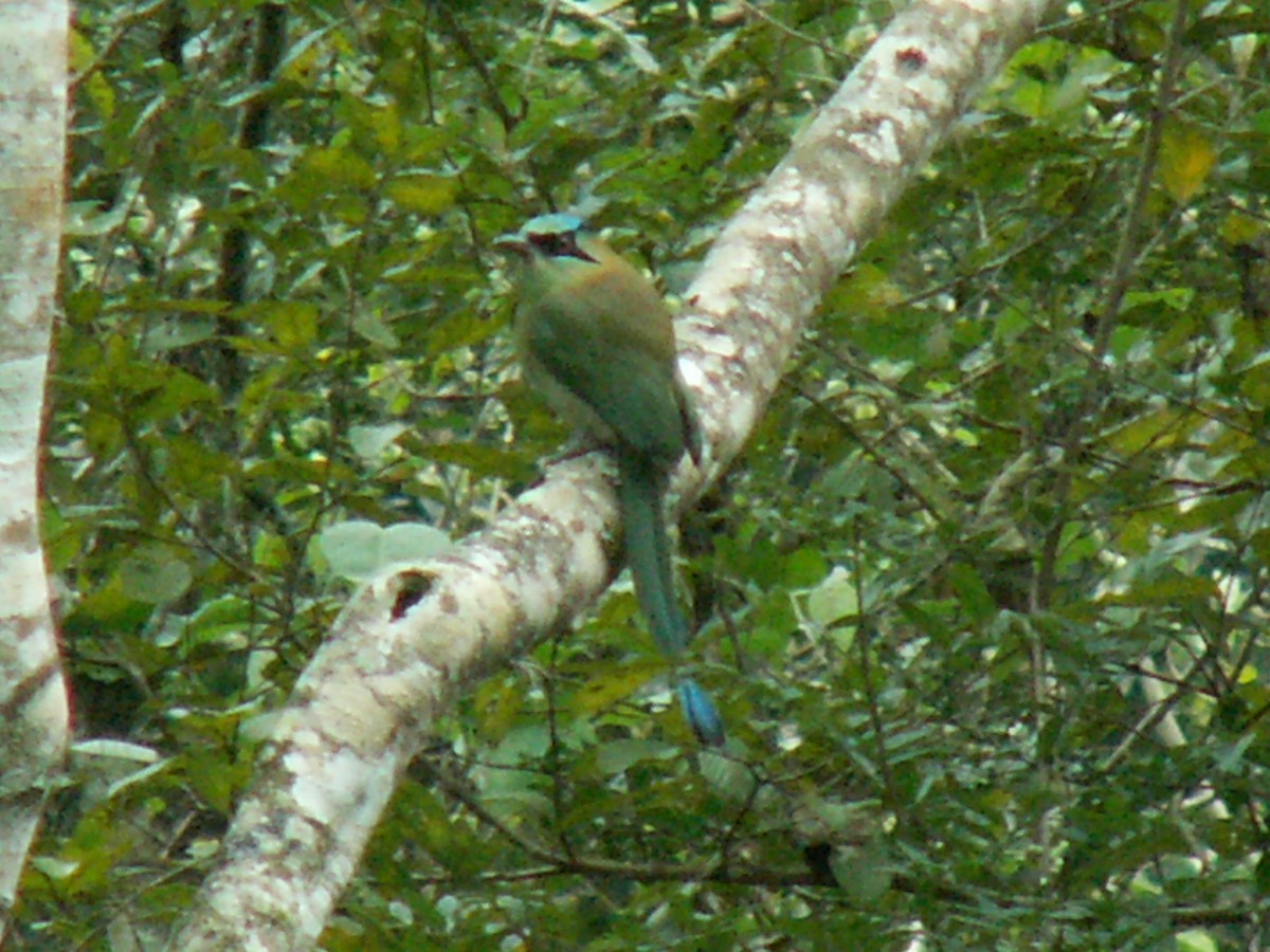 Blue-capped Motmot - ML644288145