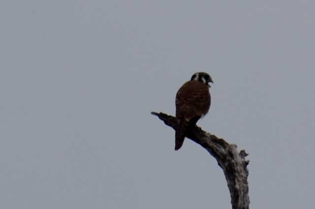 Buntfalke - ML644288147