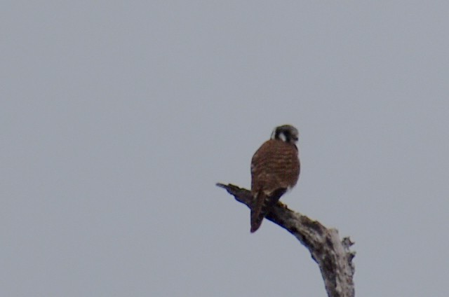 Buntfalke - ML644288148