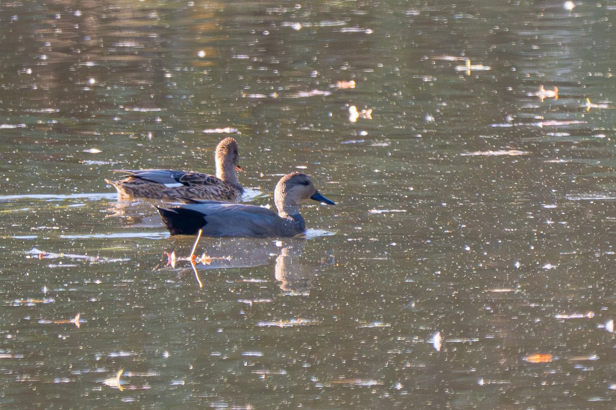 Schnatterente - ML644288149