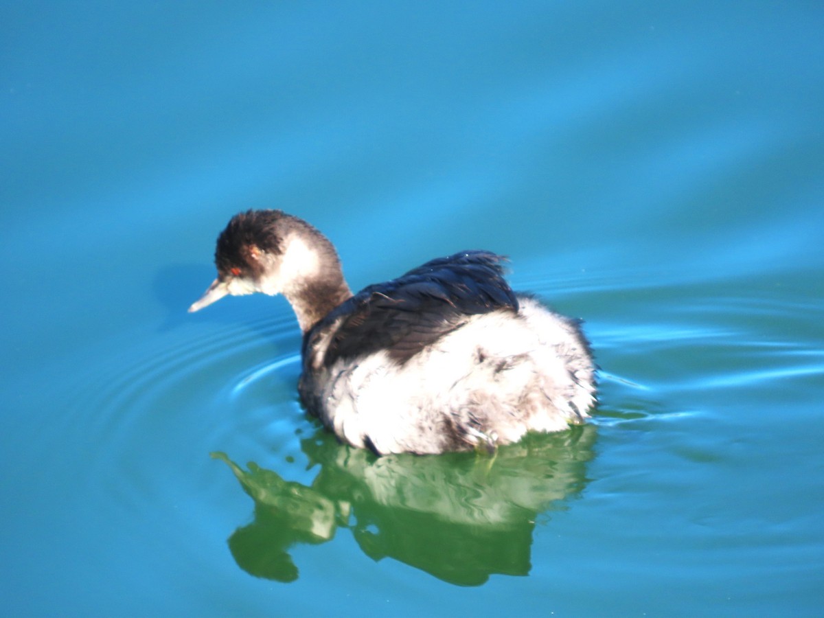 Schwarzhalstaucher - ML644288151