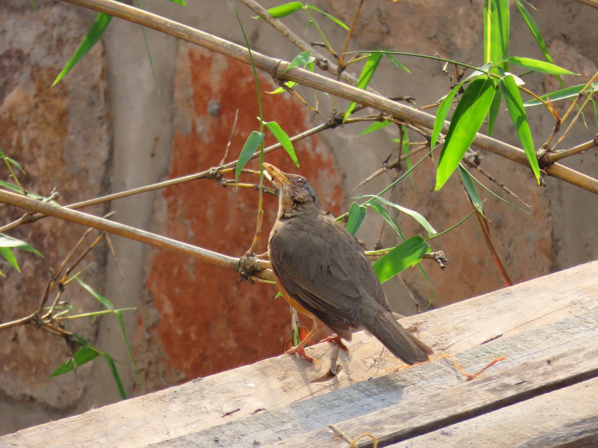 Afrikadrossel - ML644288152