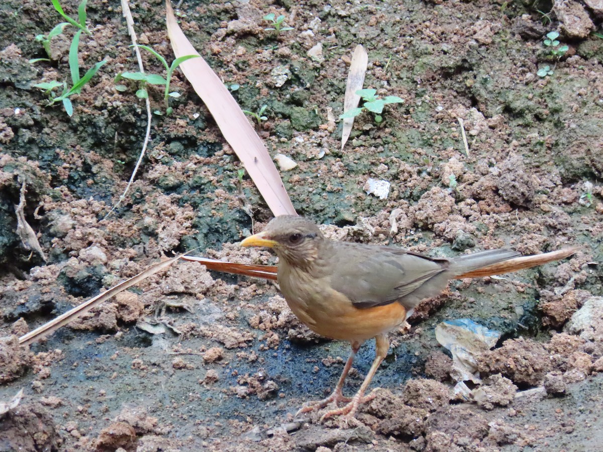 Afrikadrossel - ML644288153