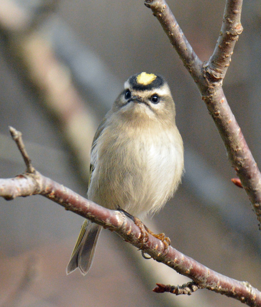 Indianergoldhähnchen - ML644288154