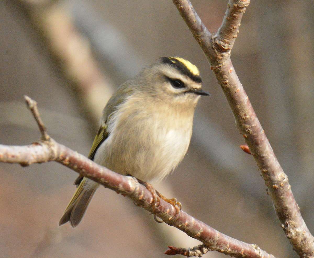 Indianergoldhähnchen - ML644288155