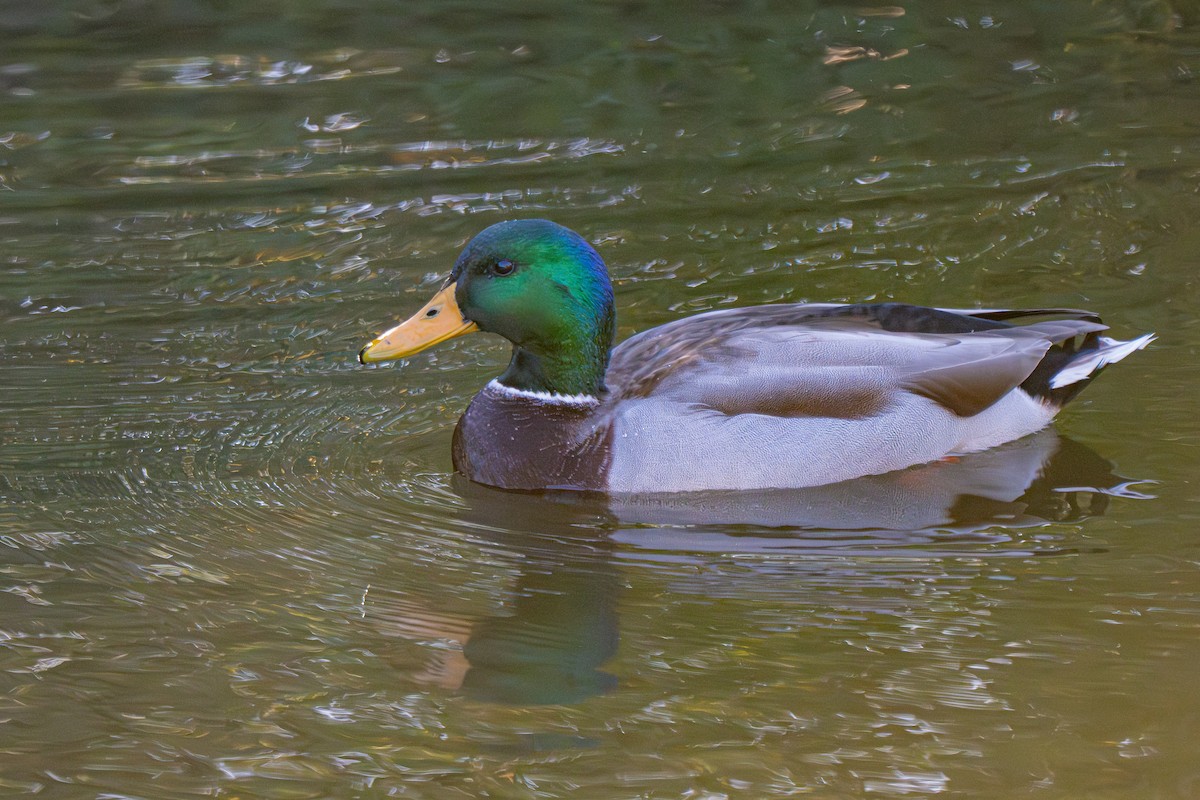 Stockente - ML644288162