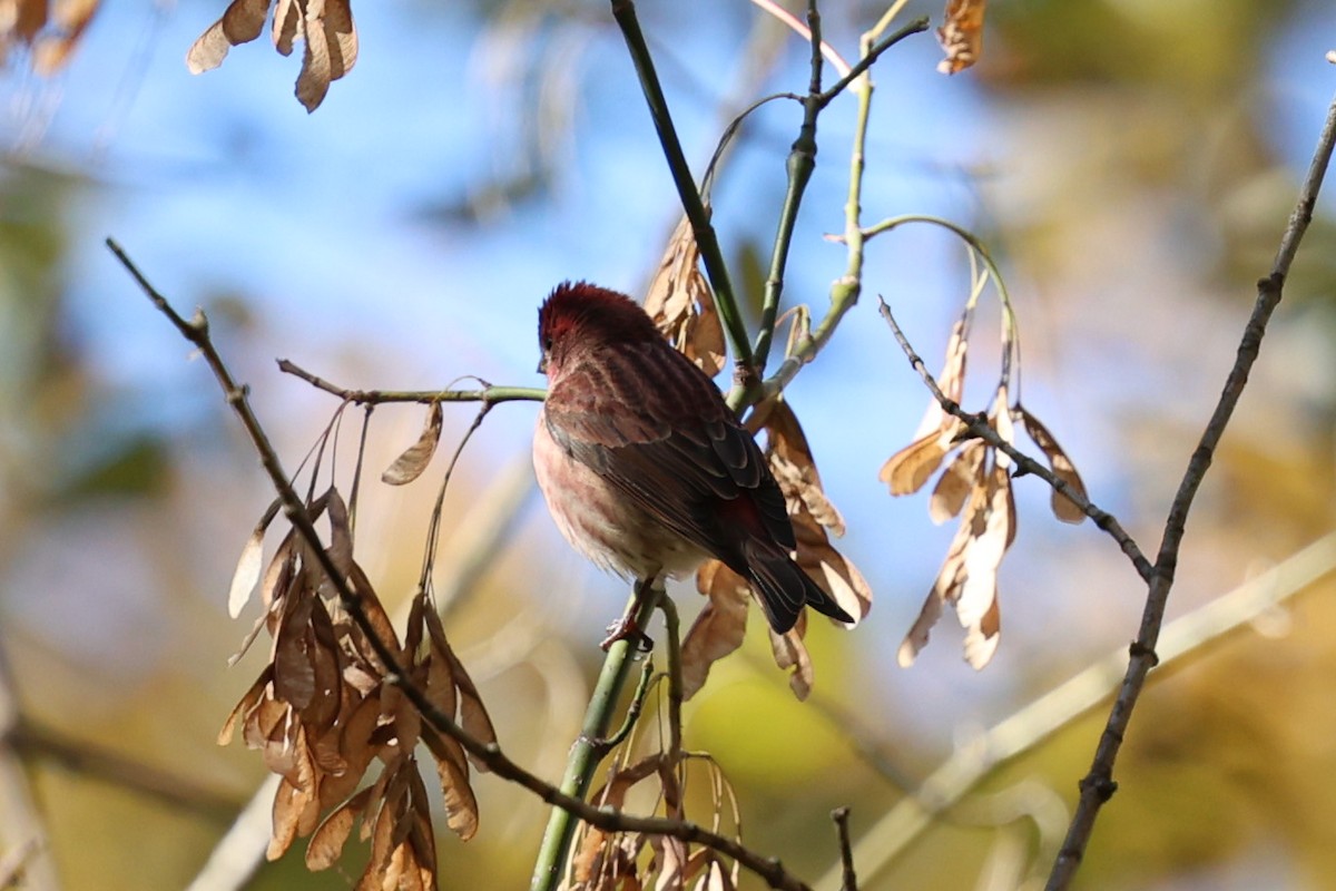 Purpurgimpel - ML644288163