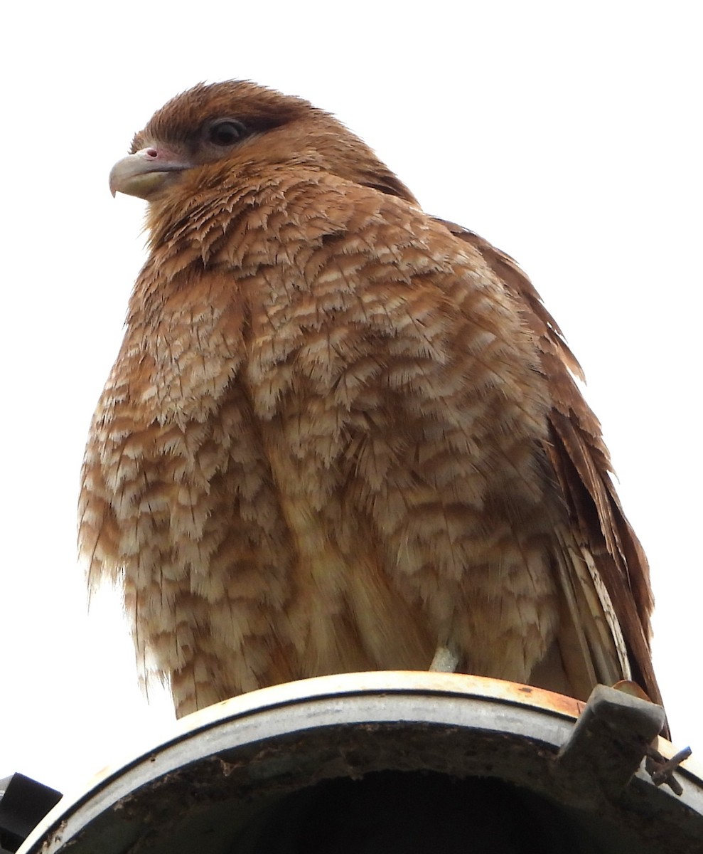 Wegebussard - ML644288164