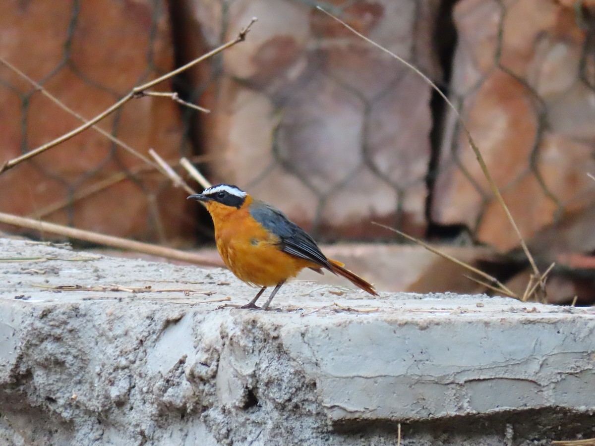 Weißbrauenrötel - ML644288165