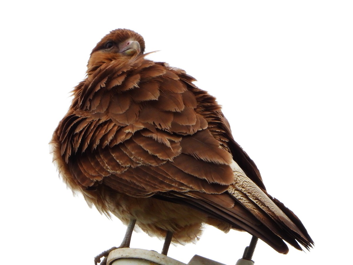 Wegebussard - ML644288166