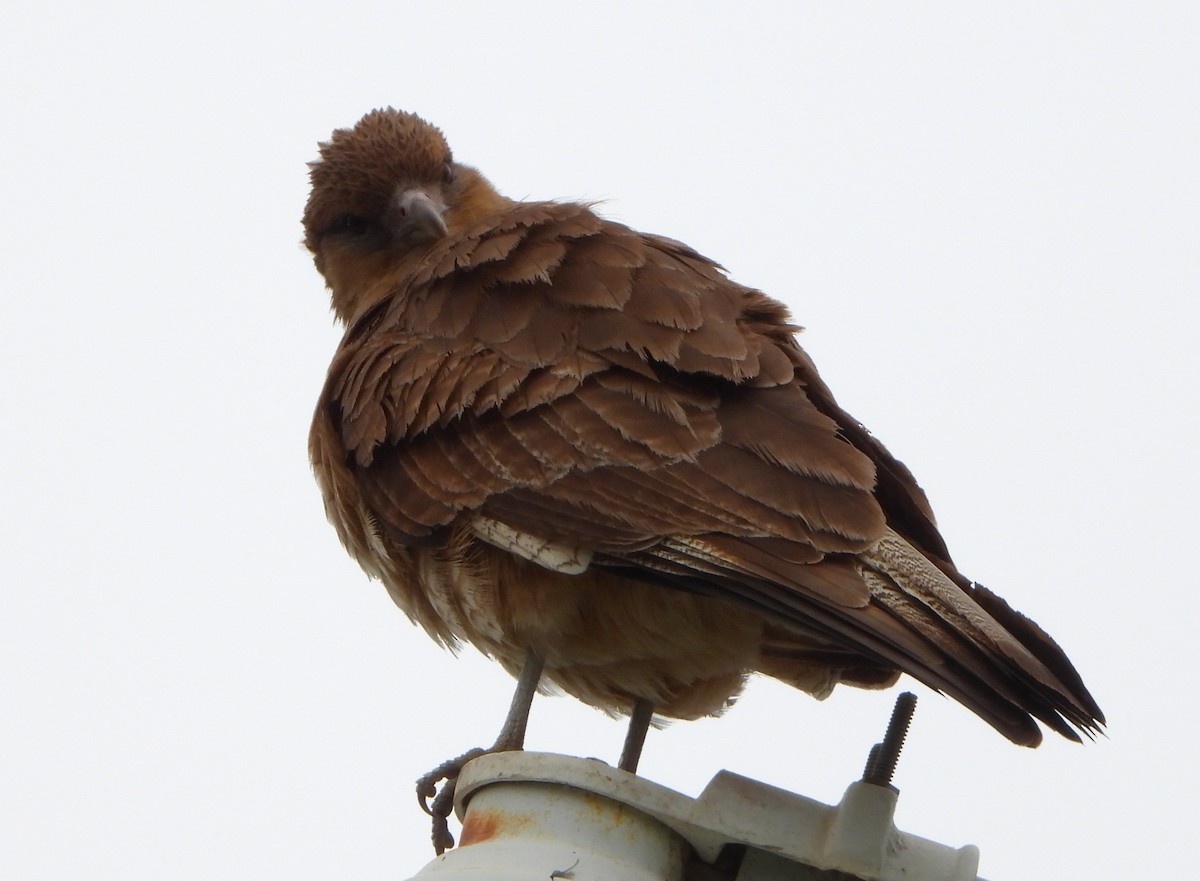 Wegebussard - ML644288167