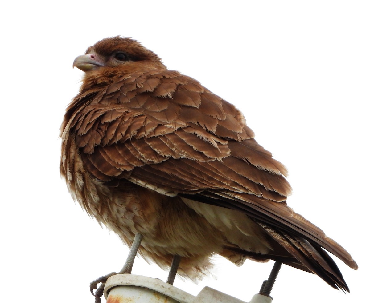 Wegebussard - ML644288168