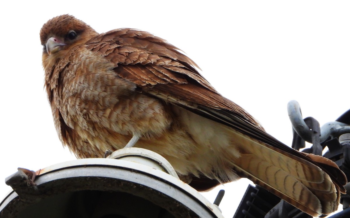 Wegebussard - ML644288169