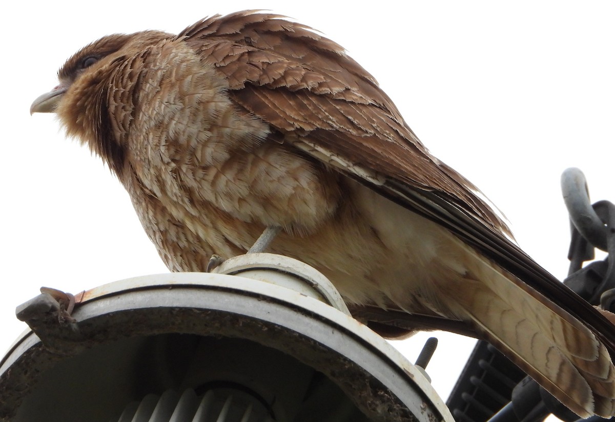 Wegebussard - ML644288170