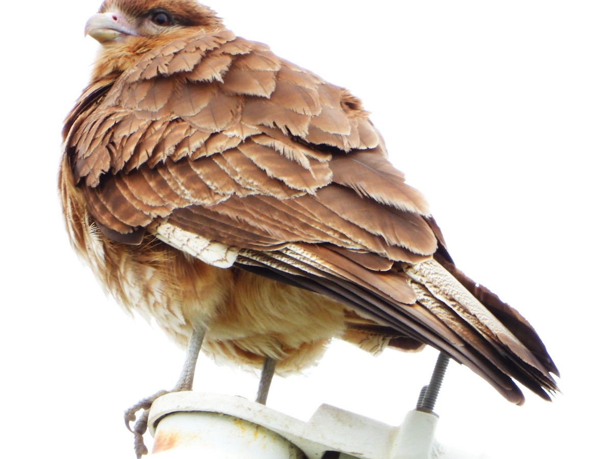 Wegebussard - ML644288171