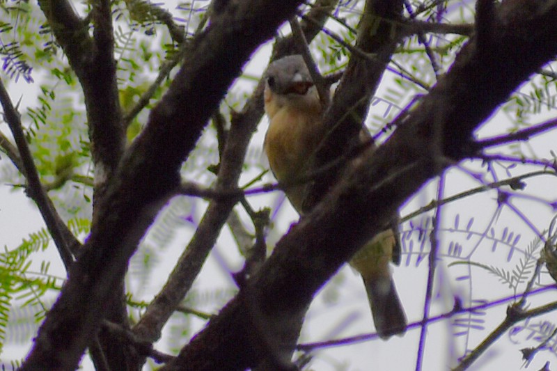 Rosenkehlbekarde - ML644288174