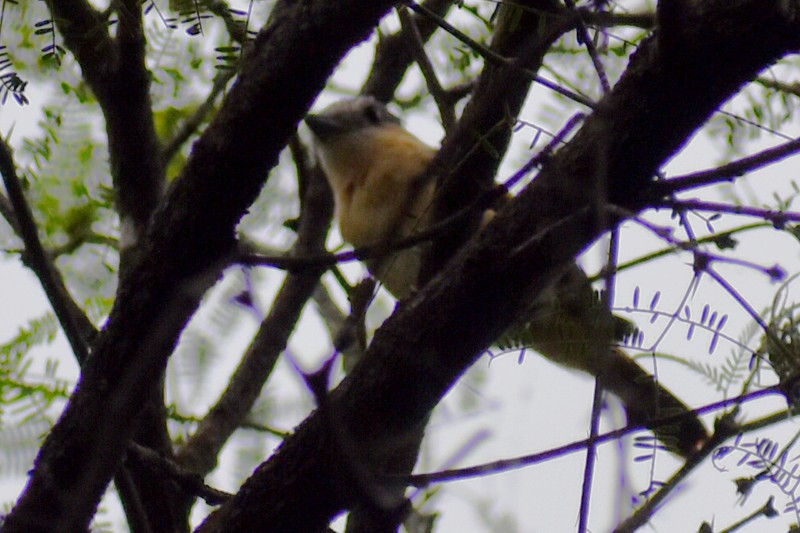 Rosenkehlbekarde - ML644288175