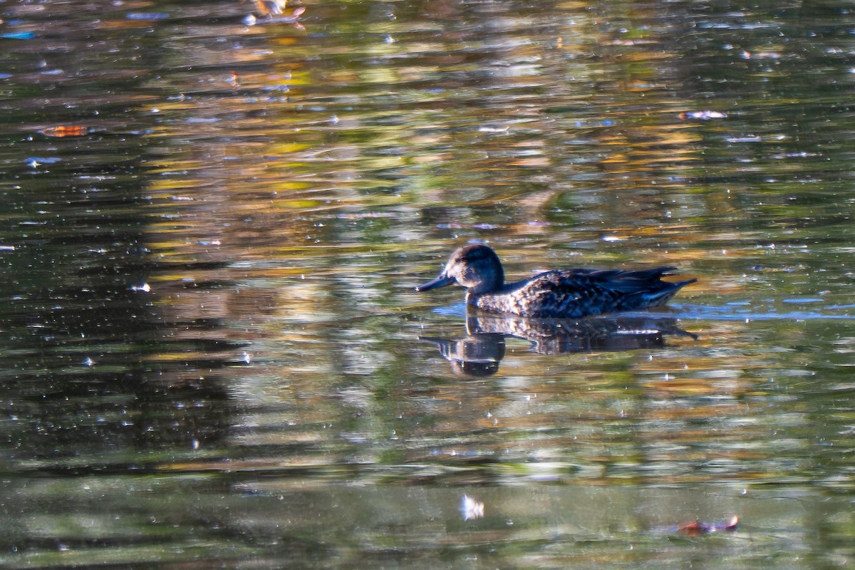 Krickente (Carolinakrickente) - ML644288177