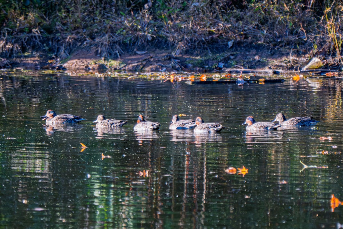 Krickente (Carolinakrickente) - ML644288178