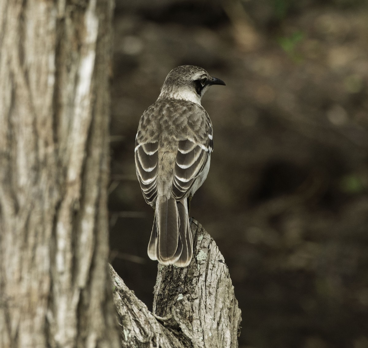 Galápagosspottdrossel - ML644288179