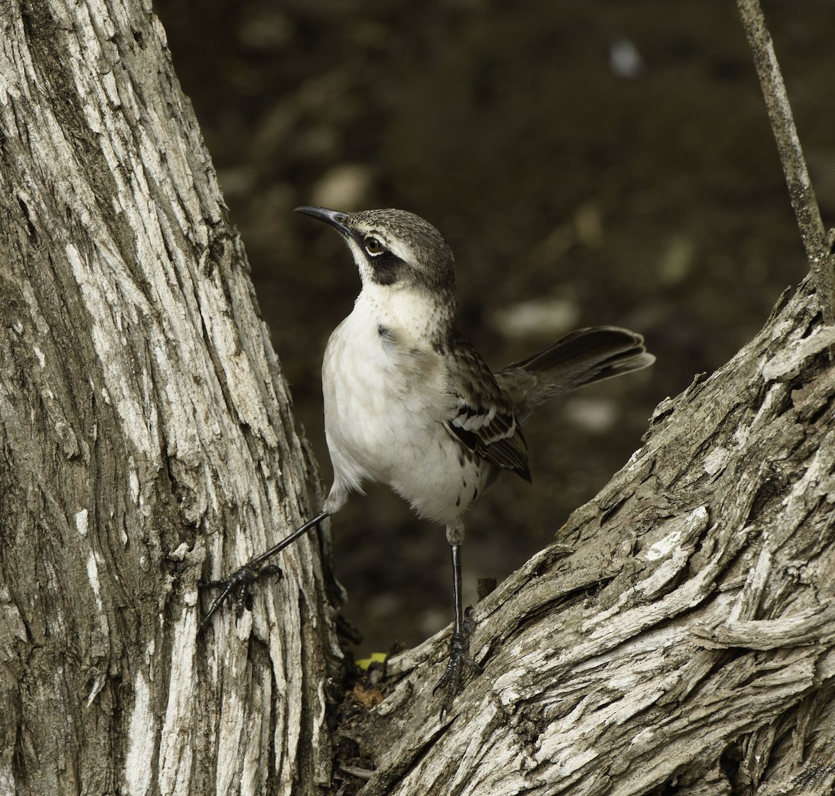 Galápagosspottdrossel - ML644288180
