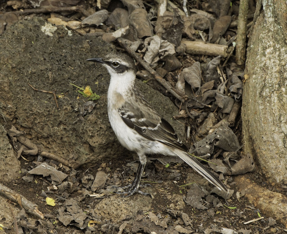 Galápagosspottdrossel - ML644288181