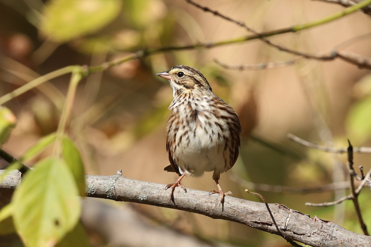 Grasammer - ML644288182