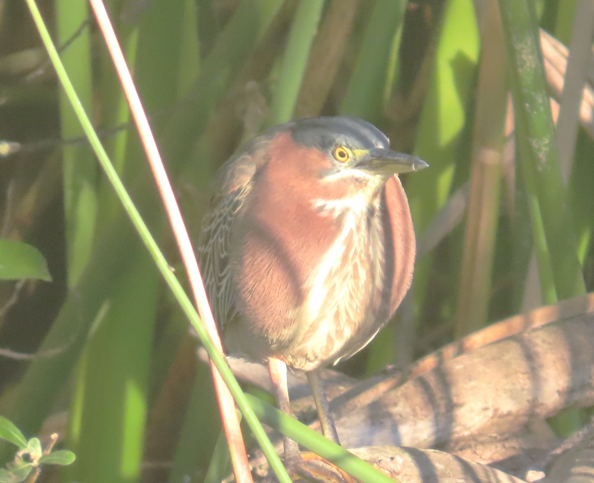 Grünreiher - ML644288184