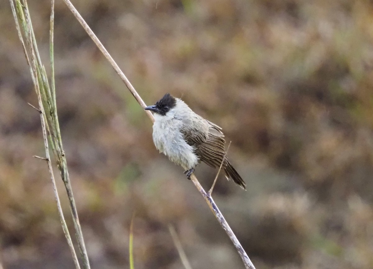 Sooty-headed Bulbul - ML644288185