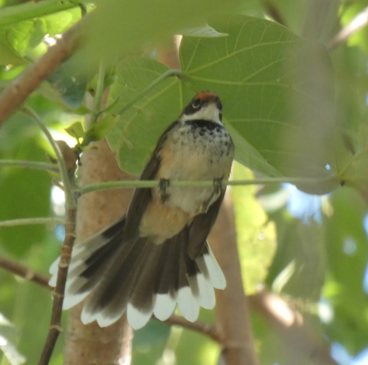 Arafura Fantail - ML644288188